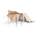 Bedouin 300 Variodach
